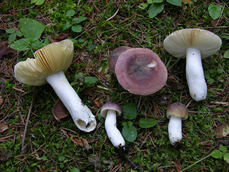 Ecco i funghi.....finalmente.